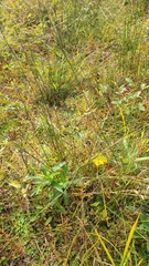 Juncus coriaceus
