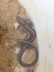 Aspidoscelis hyperythrus beldingi