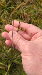 Juncus coriaceus