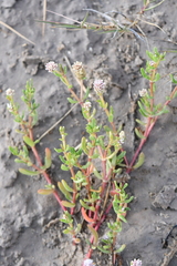 Blutaparon vermiculare