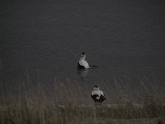 Somateria mollissima