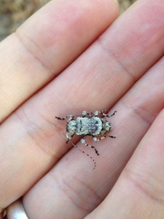 Leptostylus asperatus