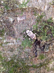 Leptostylus asperatus