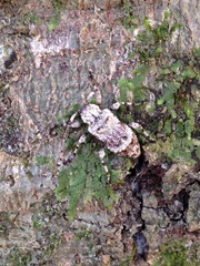 Leptostylus asperatus