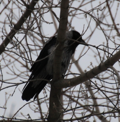 Corvus cornix