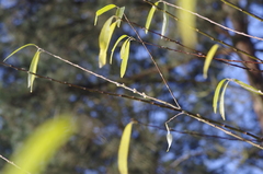Salix miyabeana