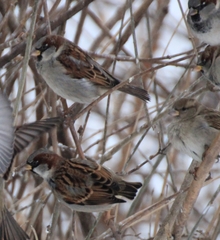 Passer domesticus