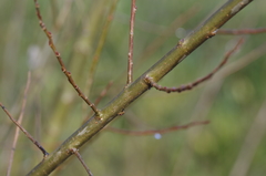 Salix miyabeana