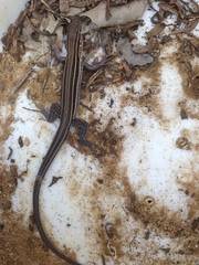 Aspidoscelis hyperythrus beldingi