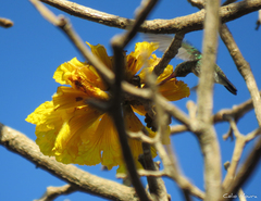 Chionomesa fimbriata