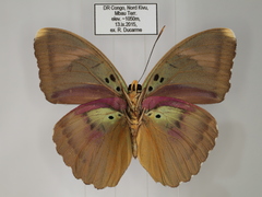 Euphaedra diffusa diffusa