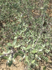 Elaeagnaceae