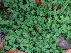 Medicago arabica