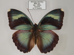 Euphaedra diffusa diffusa