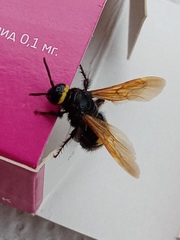 Scolia fuciformis
