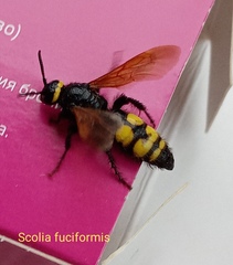 Scolia fuciformis