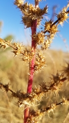 Amaranthus palmeri