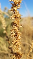 Amaranthus palmeri