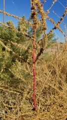 Amaranthus palmeri