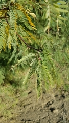 Prosopis velutina