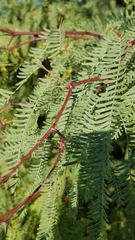 Prosopis velutina