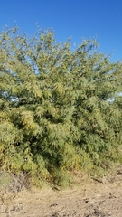 Prosopis velutina