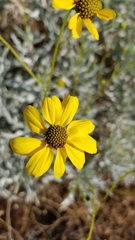 Encelia farinosa