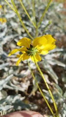 Encelia farinosa