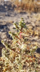 Salsola tragus