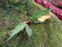 Blechnum polypodioides