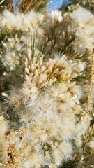 Baccharis sarothroides