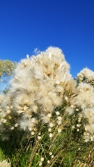 Baccharis sarothroides