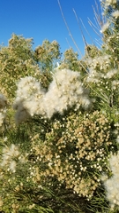 Baccharis sarothroides