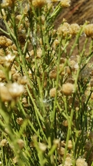 Baccharis sarothroides