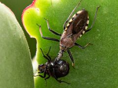 Rhynocoris erythrocnemis