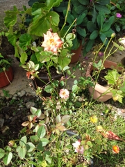 Rosa centifolia