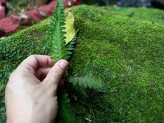 Blechnum polypodioides