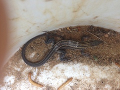 Aspidoscelis hyperythrus beldingi