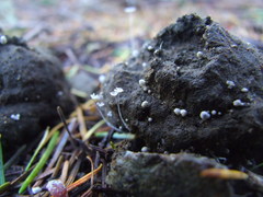 Coprinopsis stercorea