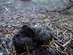 Coprinopsis stercorea