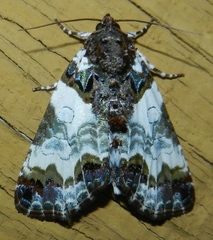 Cerma cerintha