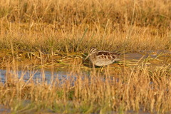 Gallinago solitaria
