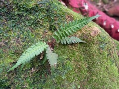 Blechnum polypodioides