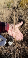 Asclepias engelmanniana