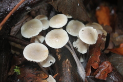 Mycena arcangeliana
