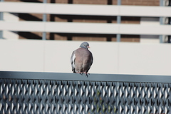 Columba palumbus