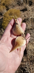 Asclepias engelmanniana
