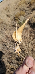 Asclepias engelmanniana