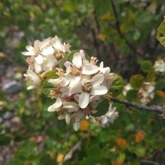 Pterostemon rotundifolius