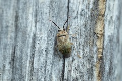 Eurystylus bellevoyei